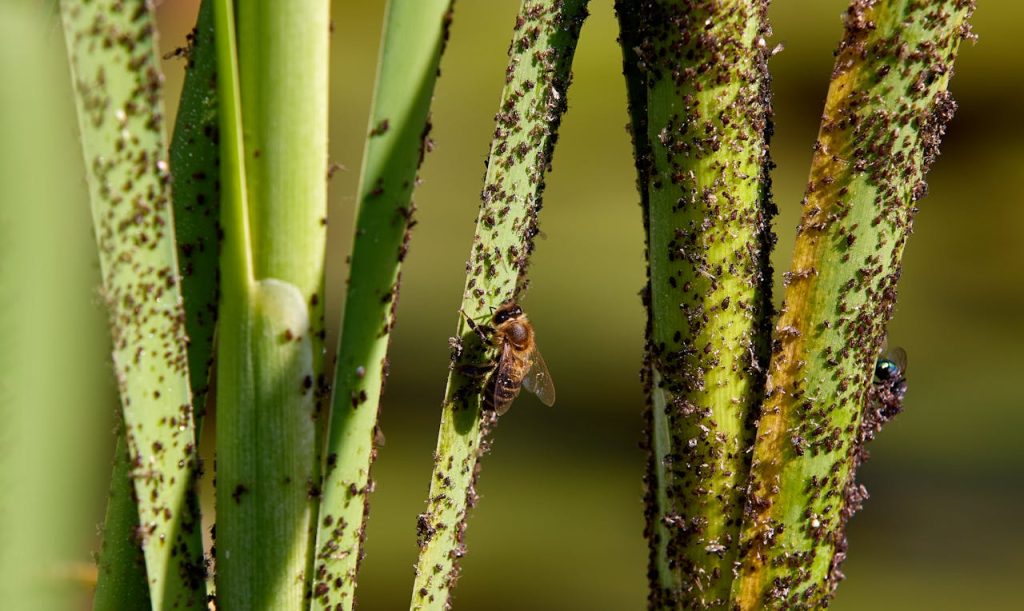 Natuurlijke plaagbestrijding met aaltjes voor tuin en planten